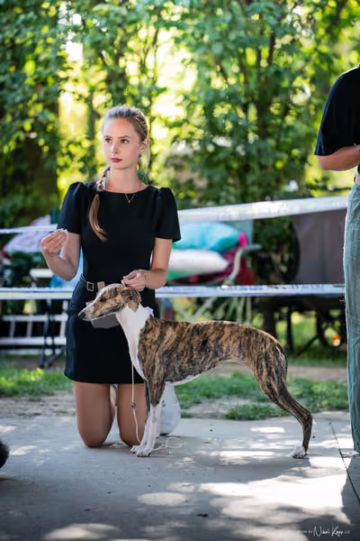 Krajská Hubertská výstava všech plemen – Nejlepší mladá fena