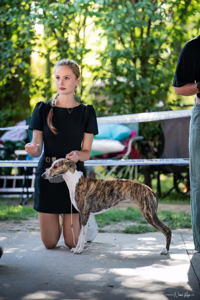 Krajská Hubertská výstava všech plemen – Nejlepší mladá fena