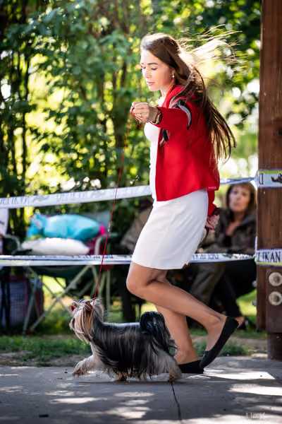 Krajská Hubertská výstava všech plemen – 3 FCI Junior fena