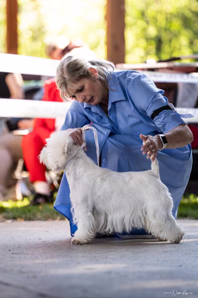 Krajská Hubertská výstava všech plemen – 3 FCI Junior fena