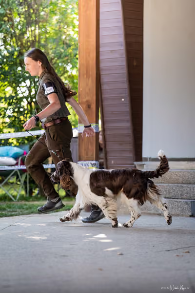 Krajská Hubertská výstava všech plemen – Lesní