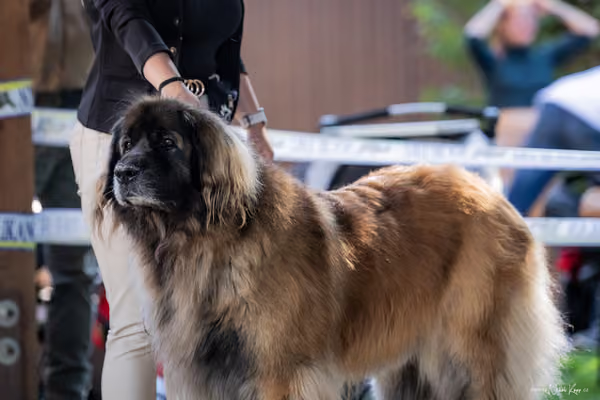 Krajská Hubertská výstava všech plemen – Veterán