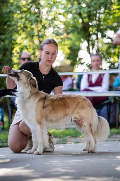 Krajská Hubertská výstava všech plemen – Veterán