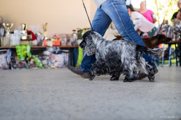 Krajská Hubertská výstava všech plemen – Veterán