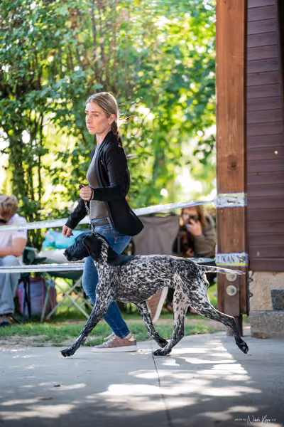 Krajská Hubertská výstava všech plemen – 7 FCI Junior fena
