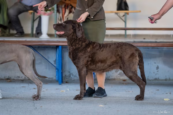 Krajská Hubertská výstava všech plemen – Nejlepší fena