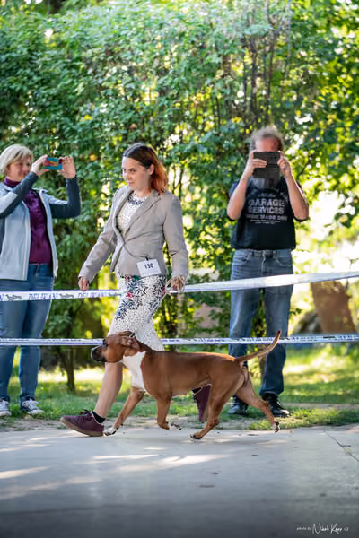 Krajská Hubertská výstava všech plemen – Nejlepší fena