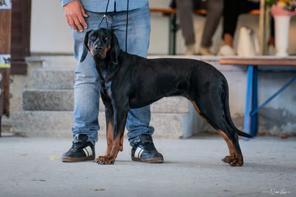 Krajská Hubertská výstava všech plemen – Nejlepší fena