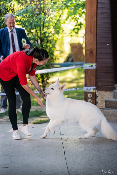 Krajská Hubertská výstava všech plemen – Nejlepší fena