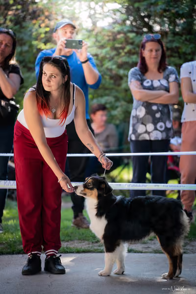 Krajská Hubertská výstava všech plemen – DOROST
