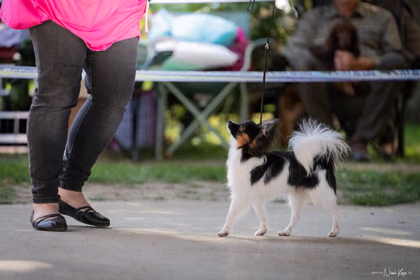 Krajská Hubertská výstava všech plemen – DOROST