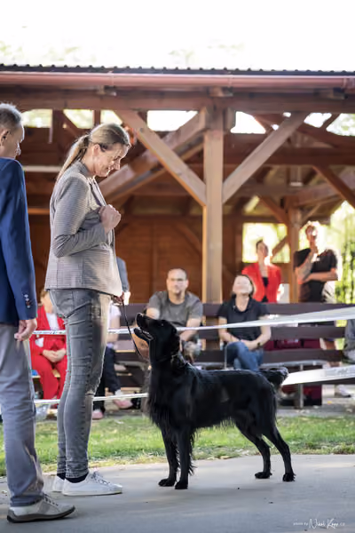 Krajská Hubertská výstava všech plemen – 8 FCI fena
