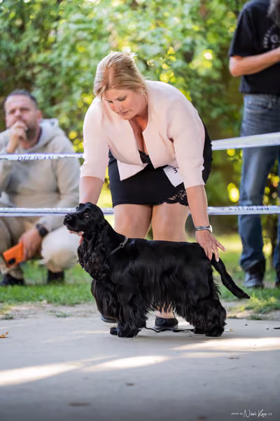 Krajská Hubertská výstava všech plemen – 8 FCI fena