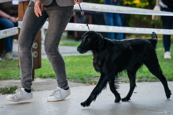 Krajská Hubertská výstava všech plemen – 8 FCI fena