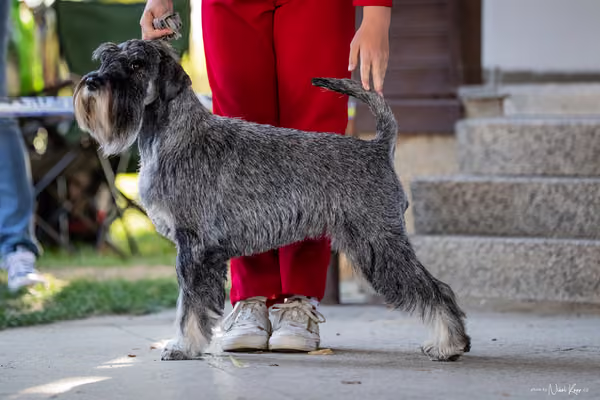 Krajská Hubertská výstava všech plemen – 2 FCI fena