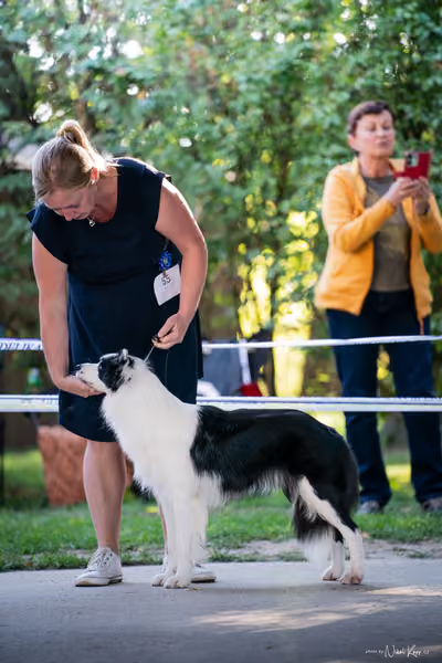 Krajská Hubertská výstava všech plemen – 1 FCI fena