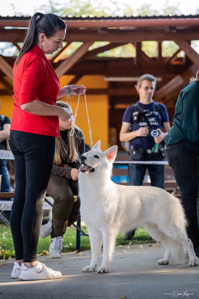 Krajská Hubertská výstava všech plemen – 1 FCI fena