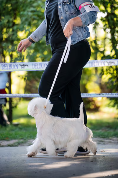 Krajská Hubertská výstava všech plemen – 3 FCI fena