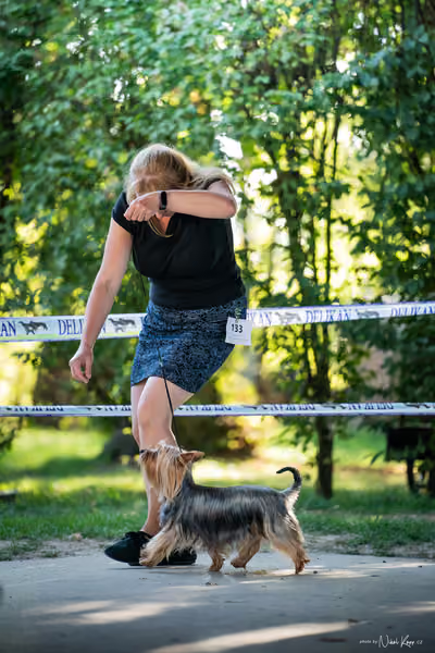 Krajská Hubertská výstava všech plemen – 3 FCI fena