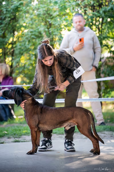 Krajská Hubertská výstava všech plemen – Nejlepší pes