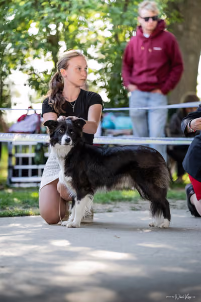Krajská Hubertská výstava všech plemen – Čestná