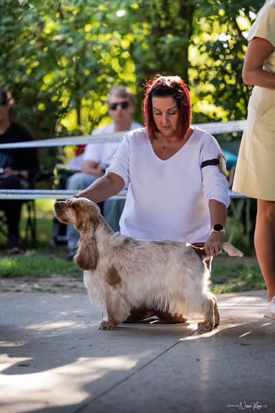 Krajská Hubertská výstava všech plemen – Pracovní