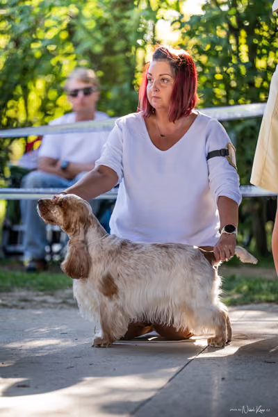 Krajská Hubertská výstava všech plemen – Pracovní