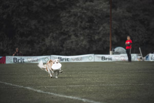 USDDN 25.9.2026 – 25. září 2026