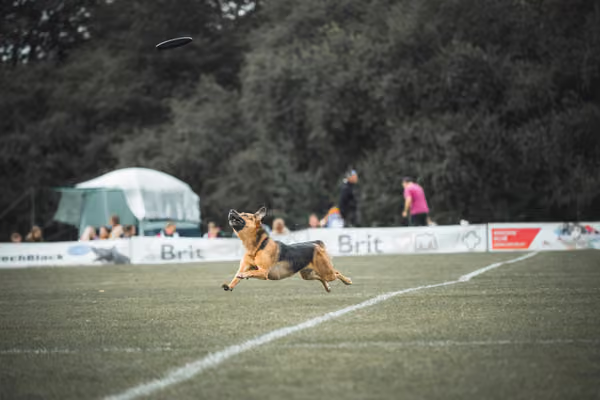 USDDN 25.9.2026 – 25. září 2026