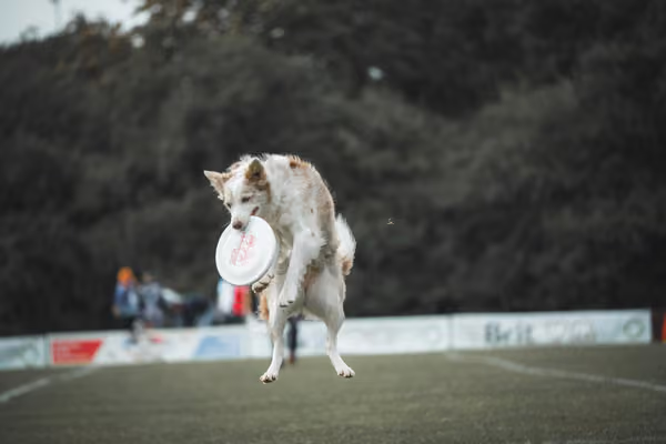 USDDN 25.9.2026 – 25. září 2026