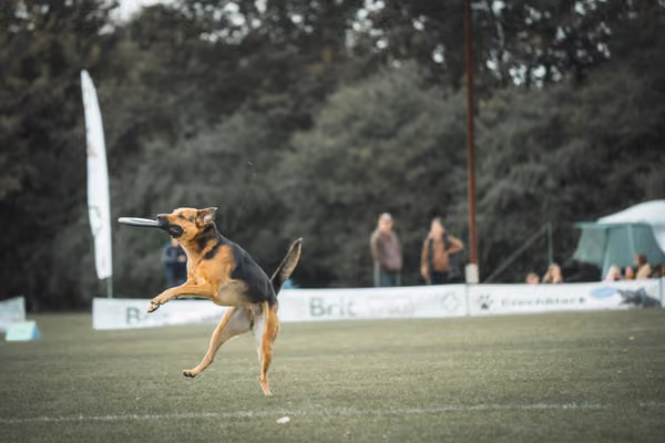 USDDN 25.9.2026 – 25. září 2026