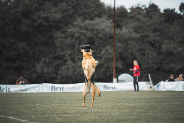 USDDN 25.9.2026 – 25. září 2026