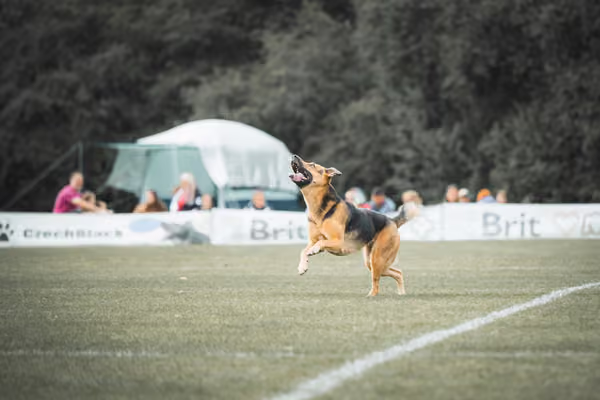 USDDN 25.9.2026 – 25. září 2026