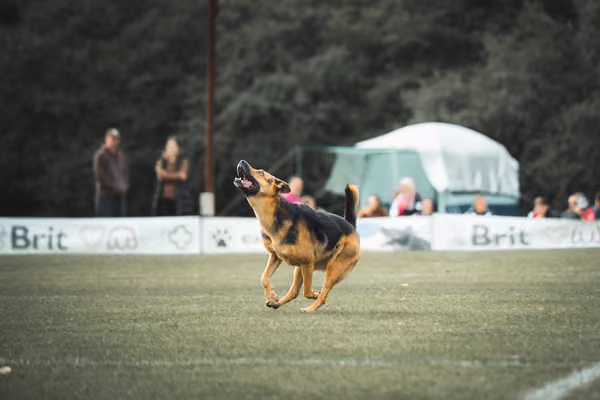 USDDN 25.9.2026 – 25. září 2026