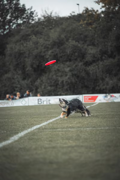 USDDN 25.9.2026 – 25. září 2026
