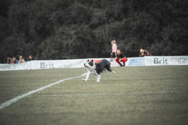USDDN 25.9.2026 – 25. září 2026
