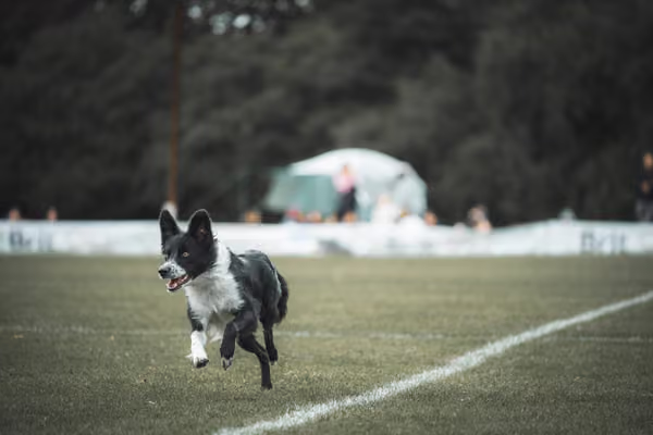 USDDN 25.9.2026 – 25. září 2026