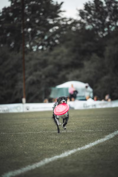 USDDN 25.9.2026 – 25. září 2026