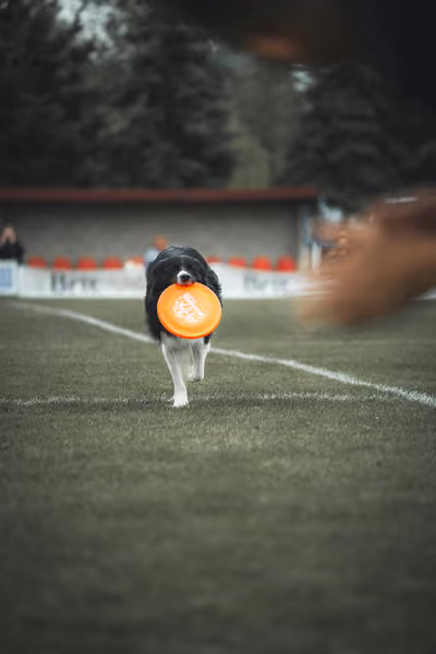 USDDN 25.9.2026 – 25. září 2026