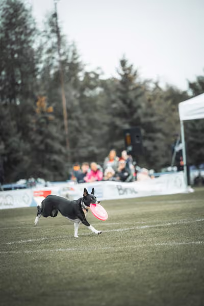 USDDN 25.9.2026 – 25. září 2026