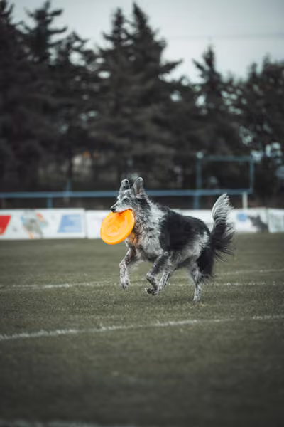 USDDN 25.9.2026 – 25. září 2026