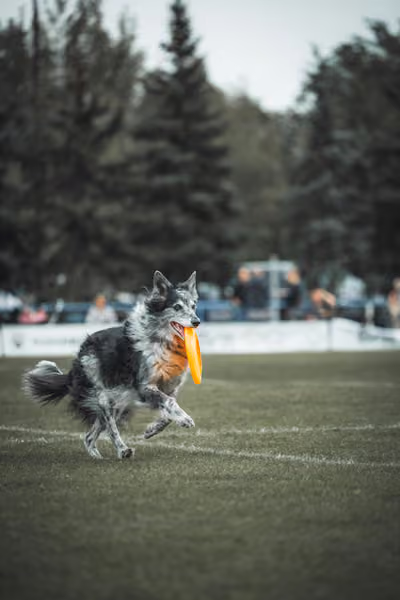 USDDN 25.9.2026 – 25. září 2026