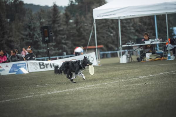 USDDN 25.9.2026 – 25. září 2026