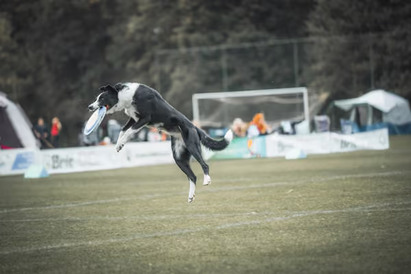 USDDN 25.9.2026 – 25. září 2026