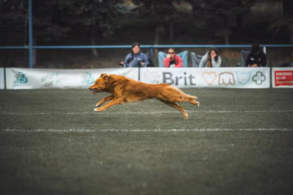 USDDN 25.9.2026 – 25. září 2026
