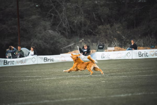 USDDN 25.9.2026 – 25. září 2026