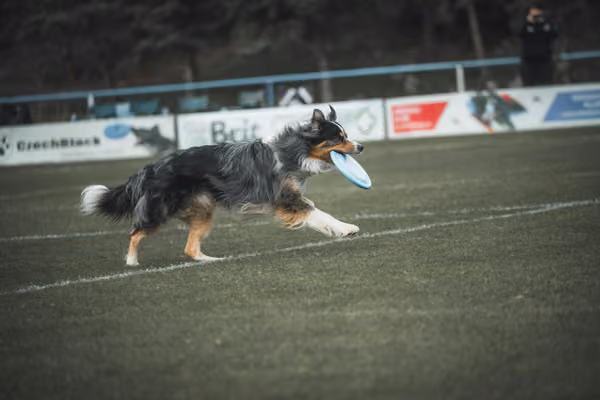 USDDN 25.9.2026 – 25. září 2026