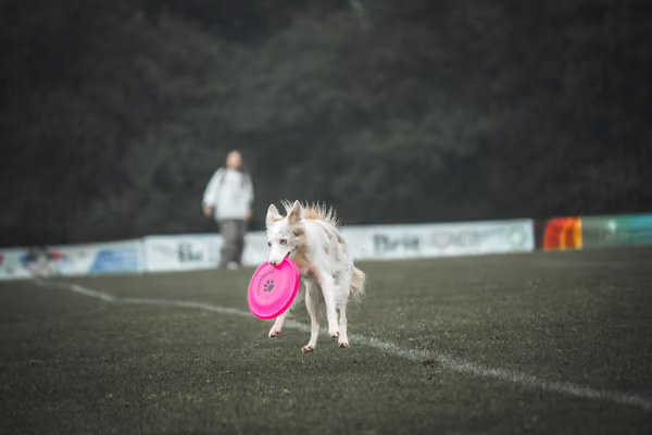 USDDN 26.9.2026 – 26. září 2026