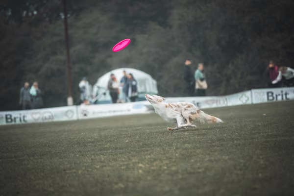 USDDN 26.9.2026 – 26. září 2026