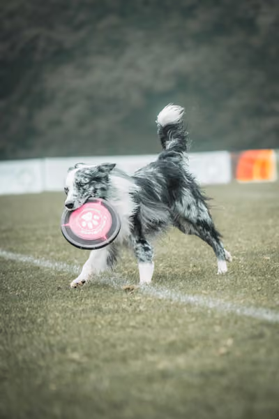 USDDN 26.9.2026 – 26. září 2026